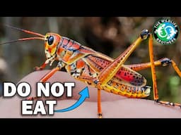 America's Biggest Grasshopper Has a TOXIC Secret (ft. @MyWildBackyard)