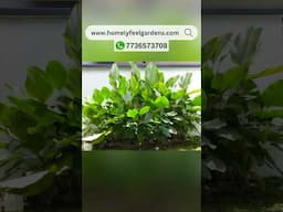 Calathea Lutea Restocked 💚 WhatsApp @7736573708 (or) Visit our website for orders💚