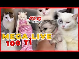 MEGA LIVE 100 TỈ CÙNG MEOMEO | maly.gaugau