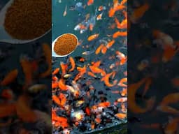 Feeding 1000s Of Stunning Japanese Koi Fish !