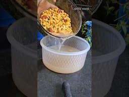 Simple way of making Dal water liquid fertilizer #fertilizer  #organicfertilizer #lipshaworld