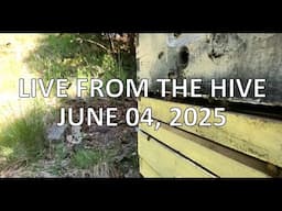 Live from The Hive (June 04, 2025)