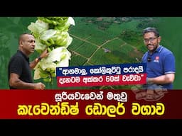 සූරියවැවෙන් මතුවු කැවෙන්ඩිෂ් ඩොලර් වගාව  | Exporting Cavendish Bananas from Sri Lanka