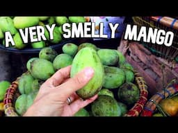 I Tried SIX Different Mango Species  (Kasturi, Kuini, Wani, Bambagan, Paho... and a regular one)