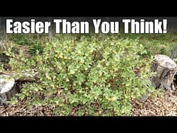 Growing Fruits and Berries in a Backyard Garden