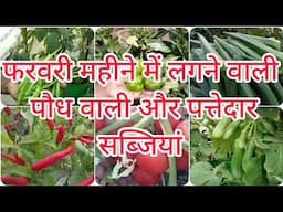 फरवरी महीने में लगने वाली पौध वाली सब्जियां और पत्तेदार सब्जियां।#kiranskitchengarden