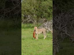 Cheetah Catches Impala Lamb!