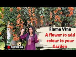All about Orange Flame Vine Creeper||orange trumpet vine||Pyrostegia Venusta||Maxican Flame vine
