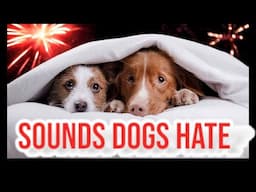 Sounds Dogs Hate PRANK YOUR DOG