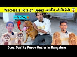 Foreign Breed Puppies At Wholesale Price | Wholesale Puppies In Bangalore |