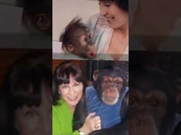 Chimpanzee Bridesmaid! 🐒 Eat your heart out, Joe Exotic. 🍌 #petmonkey  #exoticpets #chimpmom