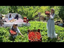 First Strawberry Harvest in the village! Making Strawberry Jam & Cake! Village Life
