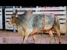 FINAL em TOURO do Rodeio de BRASILÂNDIA 2025