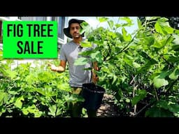 Announcement: Fig Tree Sale Starts May 18th + Rooting Fig Cutting Tips