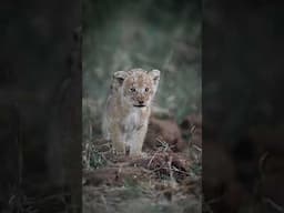One day I will have a mighty roar! VOLUME UP! #shorts