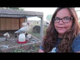 Homestead Animals|| Sad News....A Predator Attacked Our Turkey Hen and Her Poults