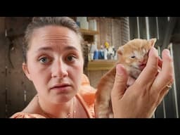 Trying To Save Our New Baby Kitten