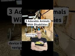 3 Adorable Disabled Animals #disability #dog #turtle #goat #lego #accessibility