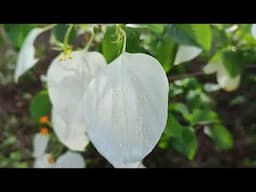 Free Mussaenda Frondosa / Wild  Mussaenda / Plants / in  my / Backyard /  Full details
