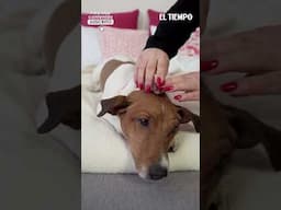 Lo que revela la psicología sobre quienes aman acariciar #perros  I El Tiempo