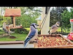Bird Feeders In Maryland | CAT TV - Birds For Cats To Watch | Relaxing Bird Sounds For Sleep