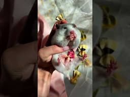 ¿Puede ser más mono? 🐹