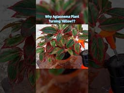 Why Aglaonema Plant Turning Yellow? - Aglaonema Plant Care Part 3