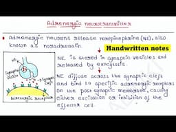 Adrenergic neurotransmitter