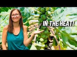 3 Secrets to Growing Brussel Sprouts in the Heat