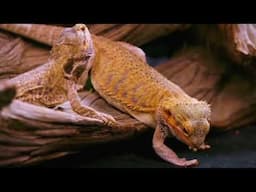 Sick? Your Bearded Dragon Might Have Caused It!