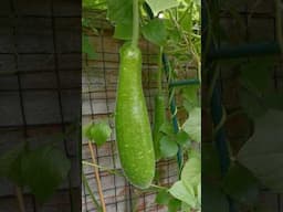 You Should Do This To Increase Bottle Gourds #gardening