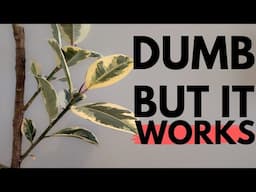 The weirdest way to get your rubber tree to branch