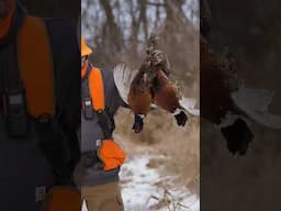 I'll never give this up. #pheasant #pheasanthunting #uplandhunting