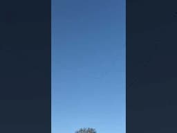 The Grues ( Cranes ) are back. Spring is on the way!