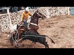 LLEGARON A CAUSAR ESTRAGOS LOS TOROS S4T4N1C0S😱🔥😰‼️