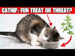 Catnip Craze: Can This Treat Overdose Your Cat?