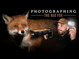 Photographing The Red Fox - Irish Wildlife Photography (Tamron 70-210mm f/4)