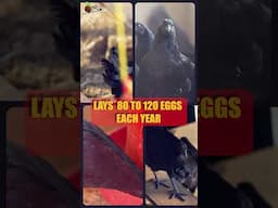 KADAKNATH DESI HENS