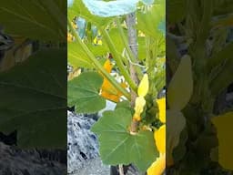 Collecting Garden Goodies #shorts #food #viralvideo #youtube #youtubevideo