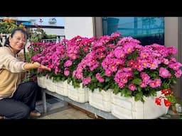 DIY Planter Ideas to Upgrade Your Balcony and Simple Flower Propagation
