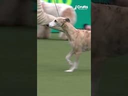 We. Love. Whippets.