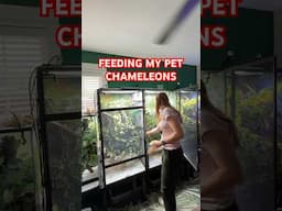 Breakfast for reptiles!