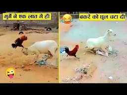 बकरे को मुर्गे से पंगा बहुत भारी पड़ गया 😂🤣ll when animal messed with wrong opponent