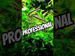 PROFESSIONAL Aquarium CLEANING #exoticaquariumfish #fishaquarium #aquaticpets #planetaquarium #fish