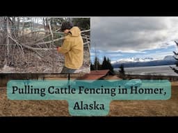 Pulling Cattle Fence in Homer, Alaska