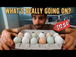 the price of eggs is not the real problem...