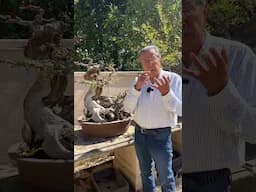The Secret to Airlayering Bonsai Successfully! #bonsai #bonsaitree #gardening #plants #tips #shorts