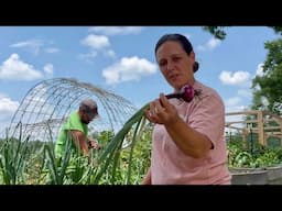 Better Than We Thought || Harvesting Garlic and Onions || June 2025