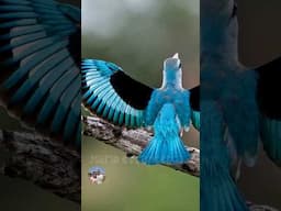Kingfisher wonderful Song 🎶🐦 #animals #wildlife #shorts #birds