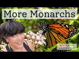 Caring for Monarch Caterpillars to get More Monarch Butterflies in my Florida Garden